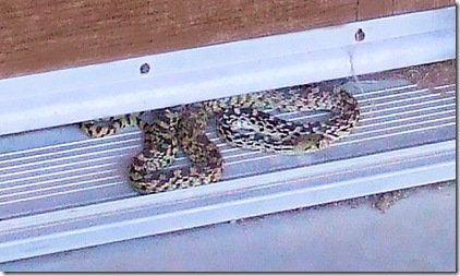 Help identify this snake? (homes rating rattlesnakes) Albuquerque Help identify this snake? (homes rating rattlesnakes) Albuquerque